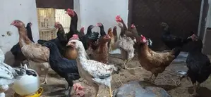நாட்டுக் கோழிகள்