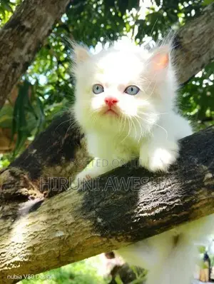 Persian Cat