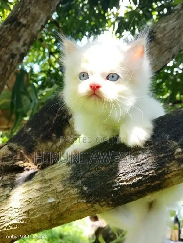 Persian Cat