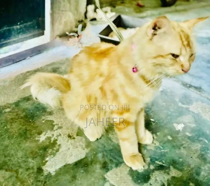 Persian Cat Ginger Pure Breed