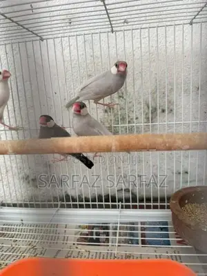 Java Bird