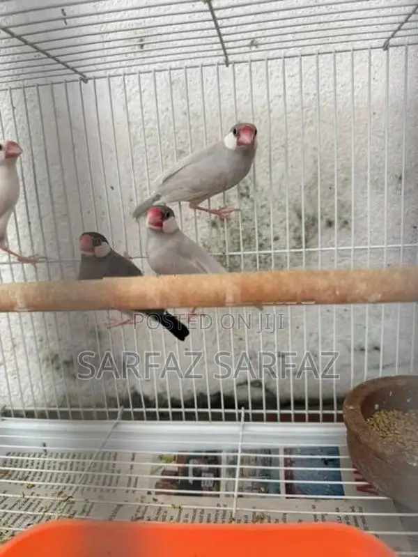Java Bird