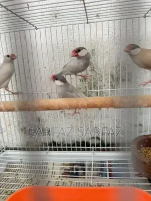 Java Bird