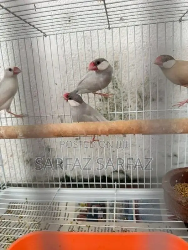 Java Bird