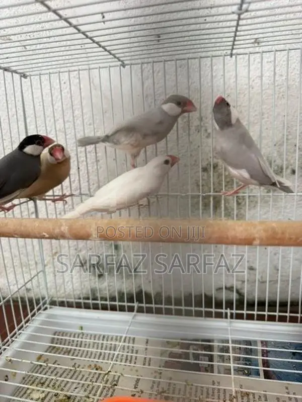 Java Bird
