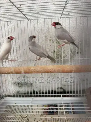 Java Bird