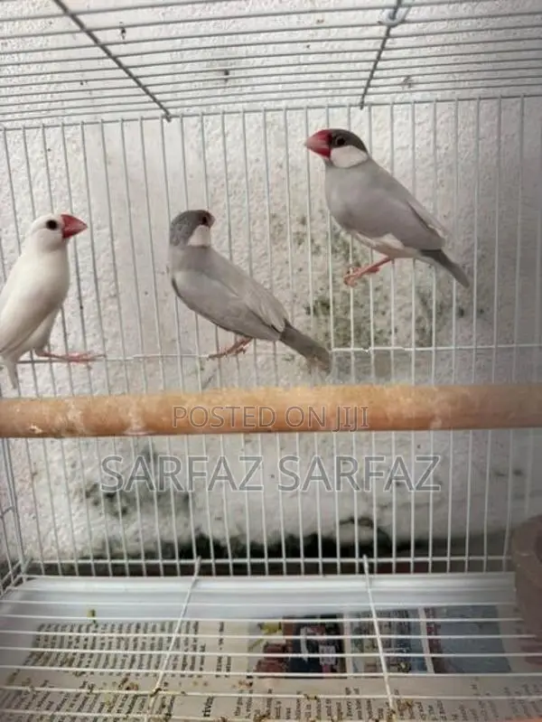 Java Bird