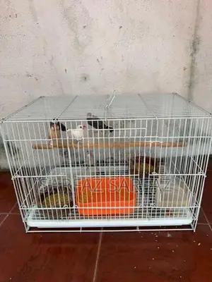 Java Bird