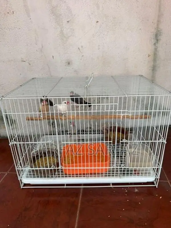 Java Bird
