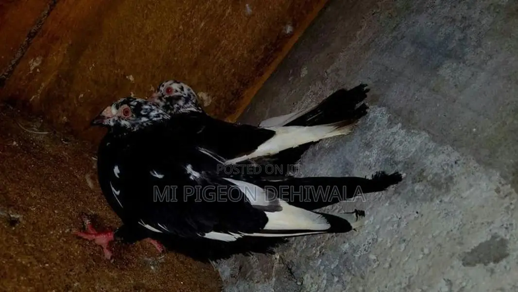 Jack Poori Breeding Pair