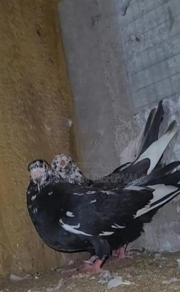 Jack Poori Breeding Pair