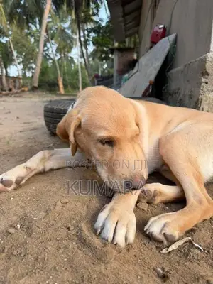 Labrador Male Puppy