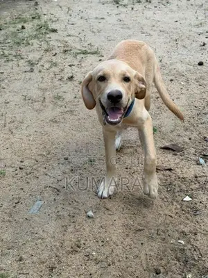 Labrador Male Puppy