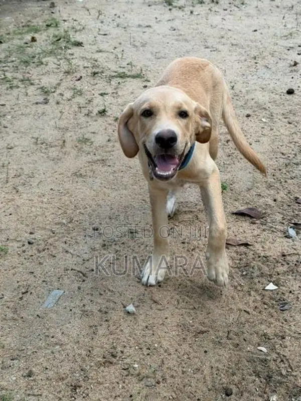 Labrador Male Puppy