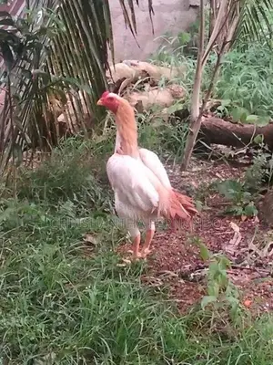 Biscuit Asil