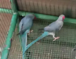 Blue Indian Ringneck Bird