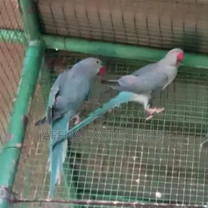 Blue Indian Ringneck Bird