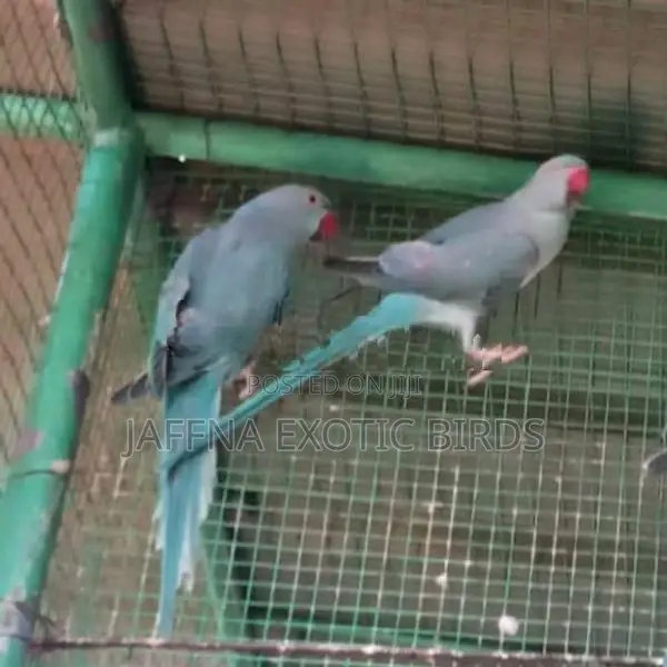 Blue Indian Ringneck Bird