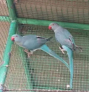 Blue Indian Ringneck Bird