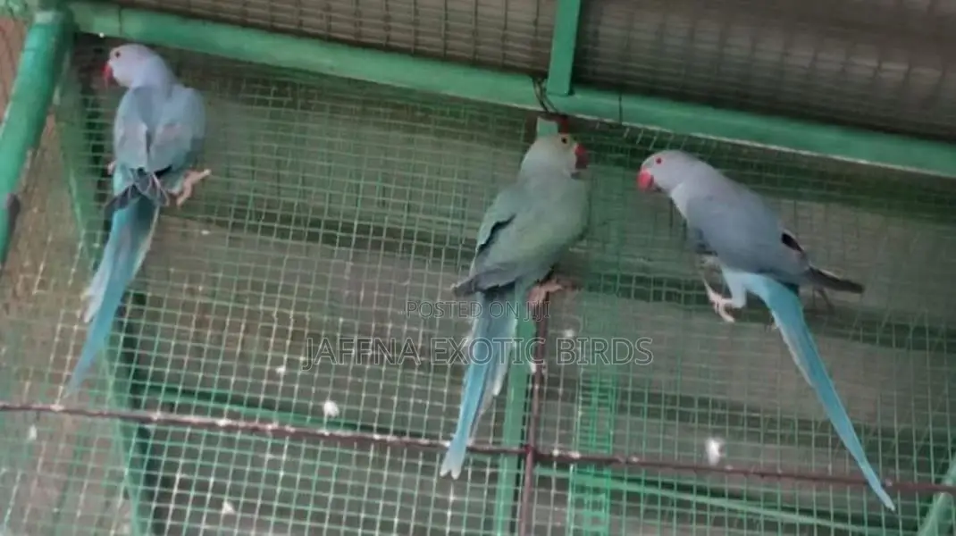 Blue Indian Ringneck Bird