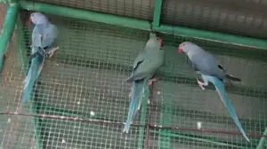 Blue Indian Ringneck Bird