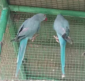 Blue Indian Ringneck Bird