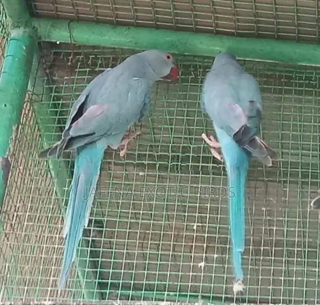 Blue Indian Ringneck Bird