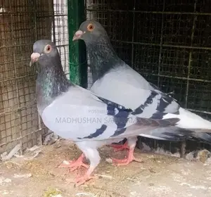 Pigeons