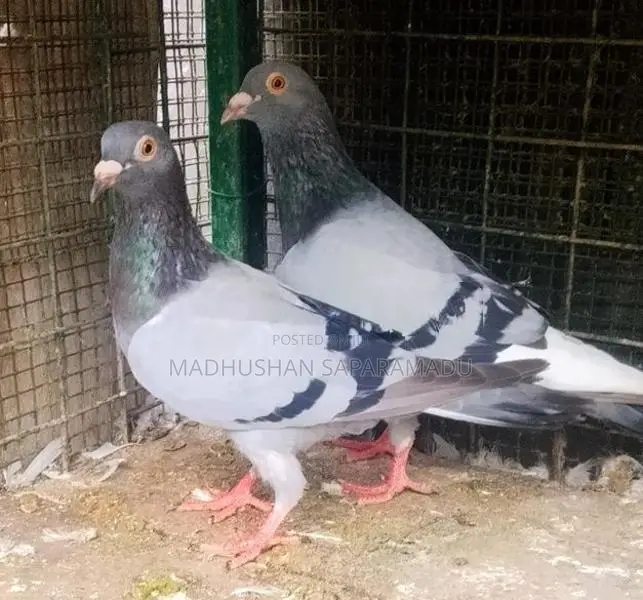 Pigeons