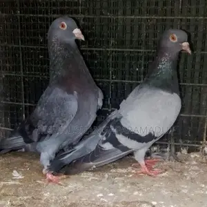 Pigeons