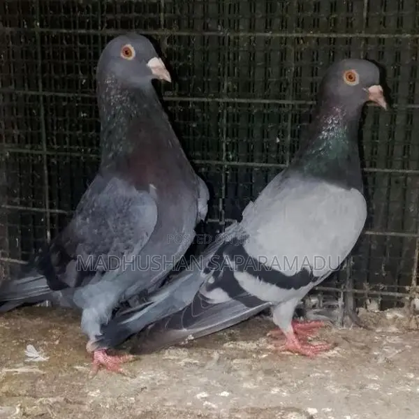 Pigeons