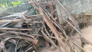 வேம்பு மா புளி விறகு
