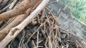 வேம்பு மா புளி விறகு