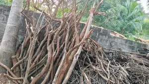 வேம்பு மா புளி விறகு