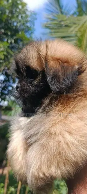 Shihtzu