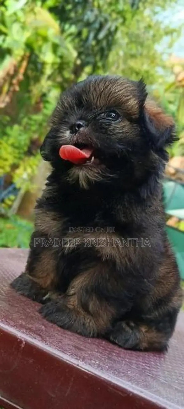 Shihtzu