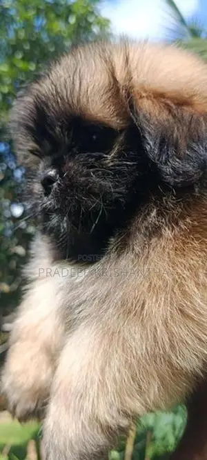Shihtzu