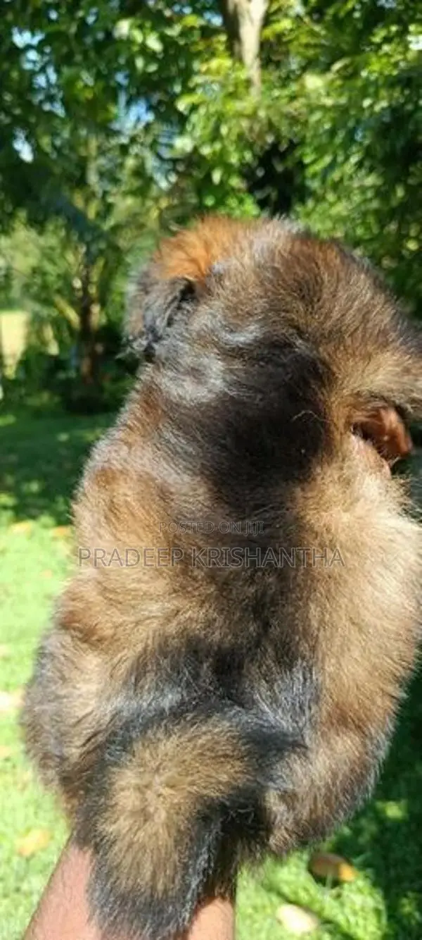 Shihtzu