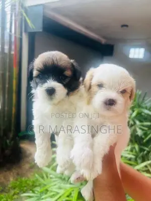 Tibetan Terrier Puppies