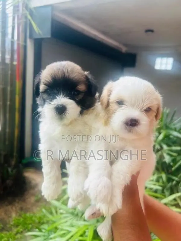 Tibetan Terrier Puppies