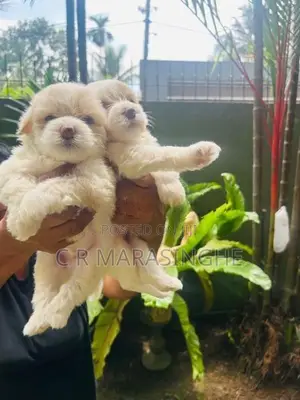 Tibetan Terrier Puppies