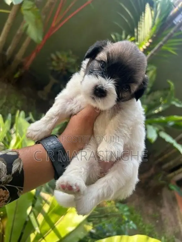 Tibetan Terrier Puppies