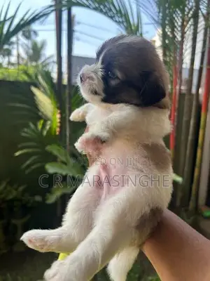 Tibetan Terrier Puppies