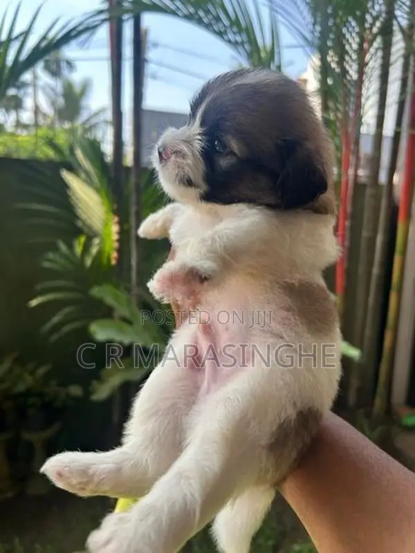 Tibetan Terrier Puppies