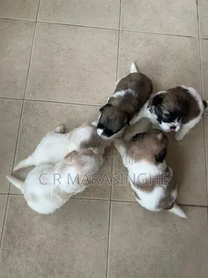 Tibetan Terrier Puppies