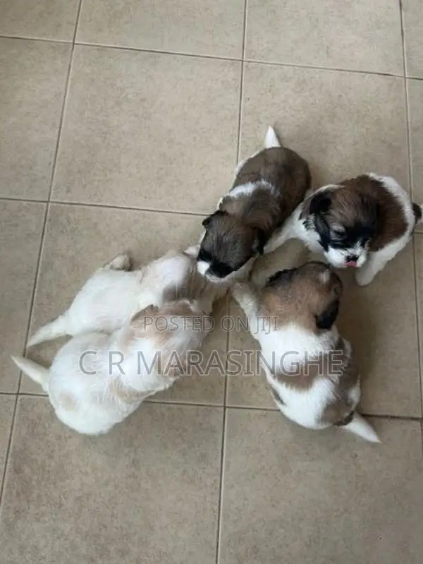 Tibetan Terrier Puppies
