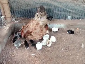 ගම් කුකුල් පැට්ව්