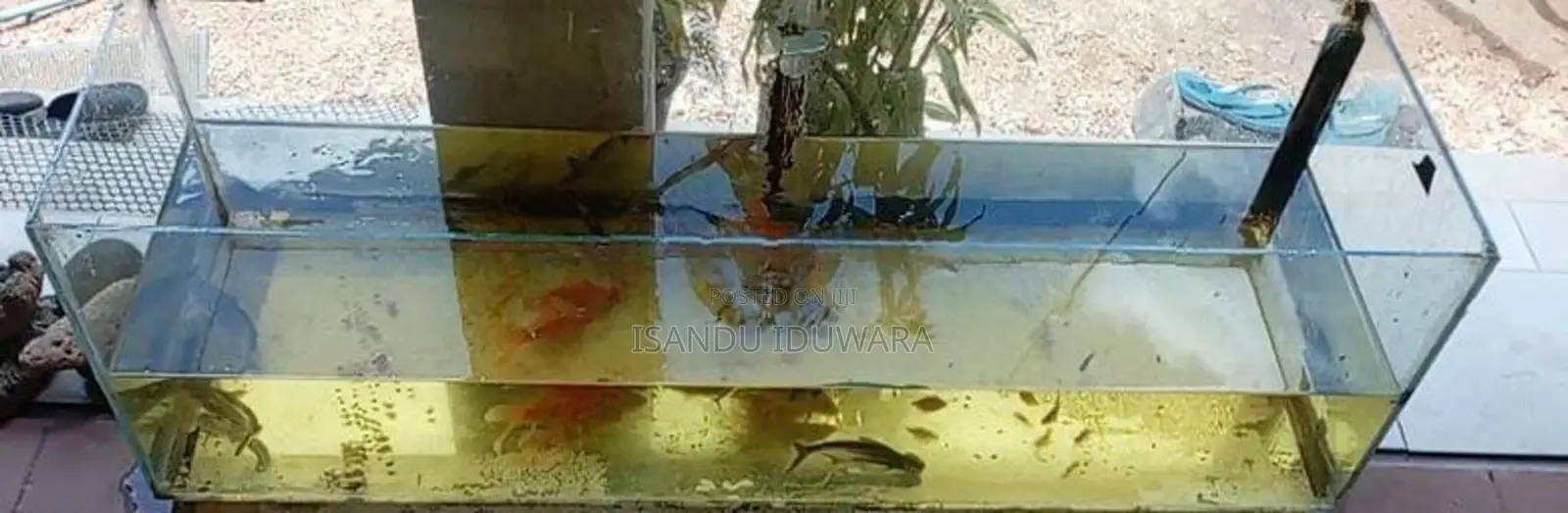 4ft Fish Tank
