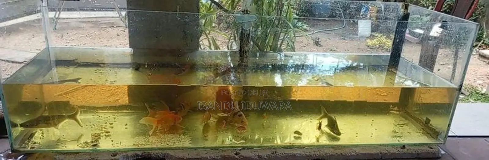 4ft Fish Tank