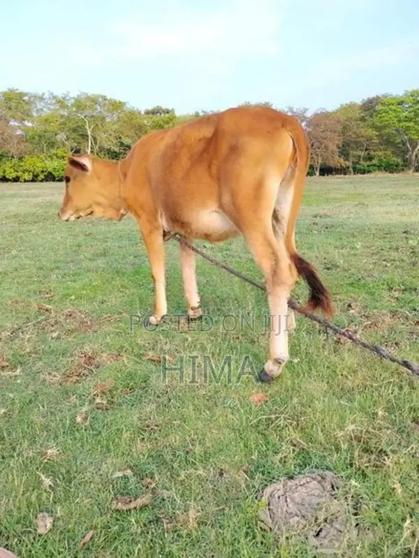 Milk Cow